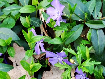 Close-up of purple flowering plants