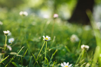 Close-up of small plant growing on field