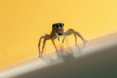 Close-up of spider