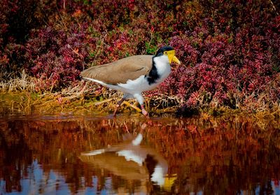 Bird perching on lake during autumn