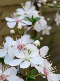 Close-up of white cherry blossoms