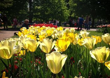 Close-up of tulips blooming in field