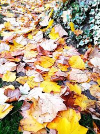 Full frame shot of autumn leaves