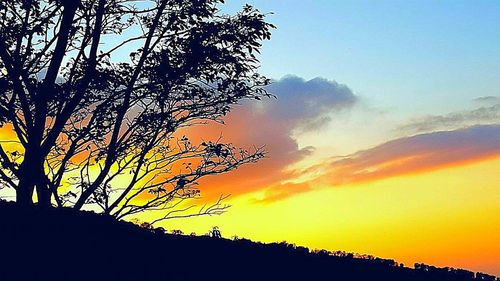 Low angle view of silhouette tree against sky during sunset