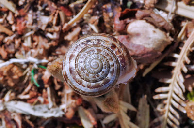 Close-up of snail on rock