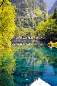 Reflection of trees in lake