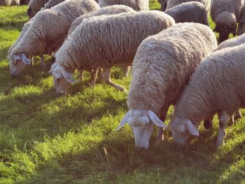 Sheep grazing in a field