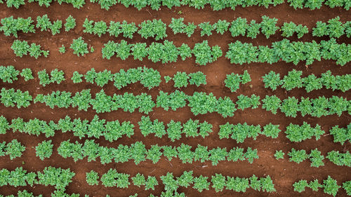 Full frame shot of fresh plants