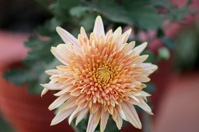 Close-up of dahlia