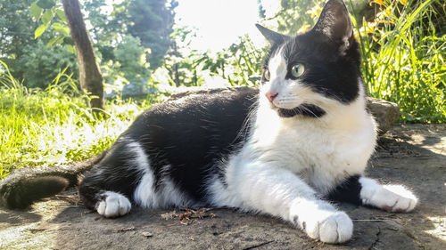 Portrait of cat sitting outdoors