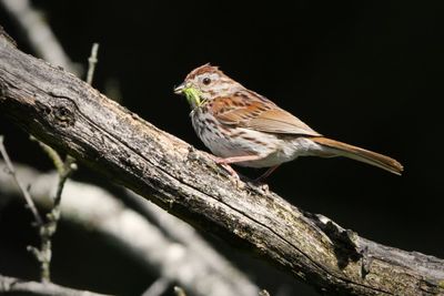 Close-up of bird perching on wood