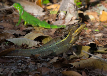 Close-up of lizard on field