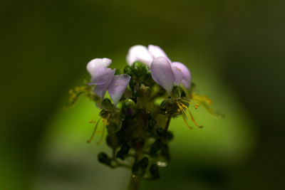 Close-up of flowering plant