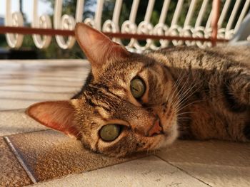 Close-up of cat resting on floor