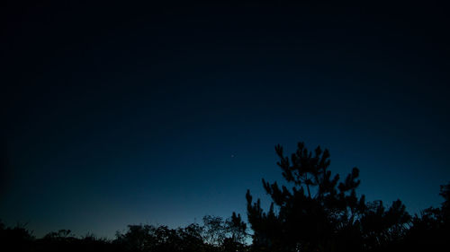 Low angle view of silhouette trees against clear sky at night