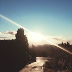 Sun shining through trees