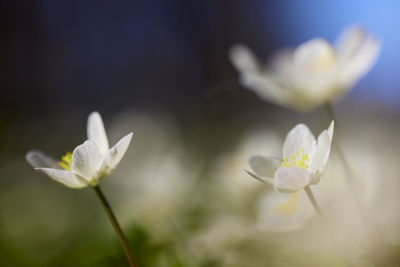 Close-up of anemone flowers