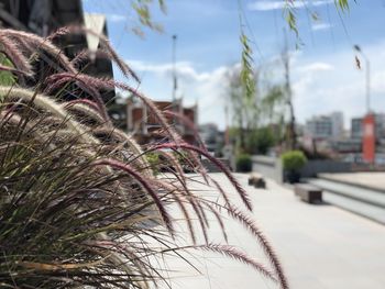 Close-up of plant by road against sky