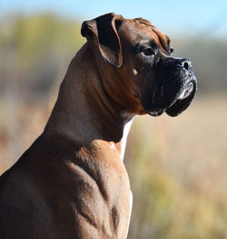 Close-up of dog looking away