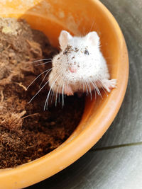 A little hamster in a pot 