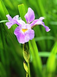 Close-up of purple iris flower