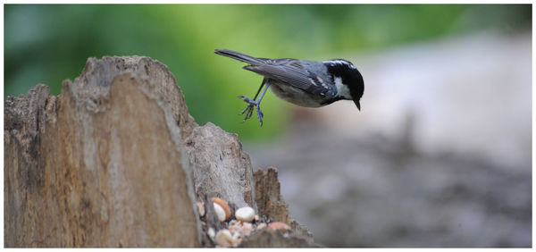 Close-up of a bird flying