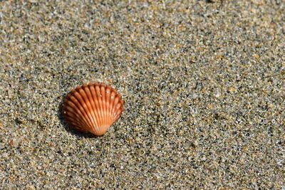 Close-up of seashell on sand