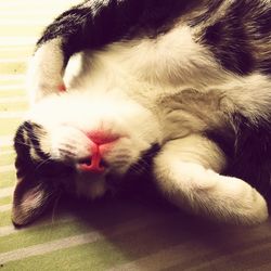 Close-up of cat sleeping