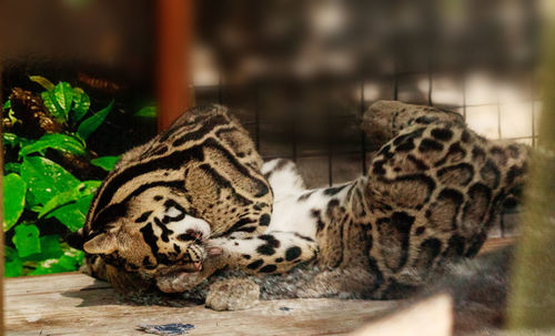 Cat relaxing in zoo