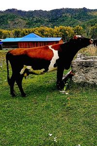 Side view of a horse on field
