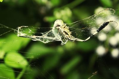 Close-up of spider on web