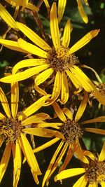 Close-up of yellow flower
