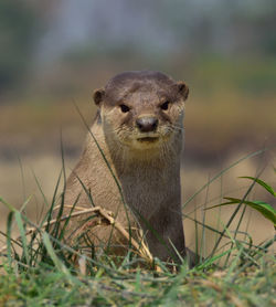 Portrait of lizard on land