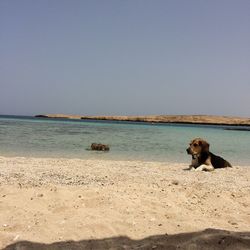 Dog at beach against clear sky