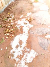 High angle view of ice cream on land