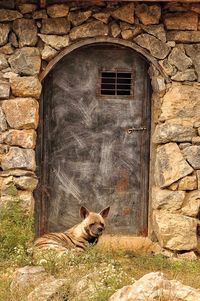 Cat sitting on wall of building