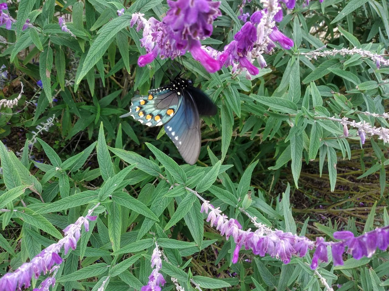 BUTTERFLY ON PURPLE FLOWERING PLANTS