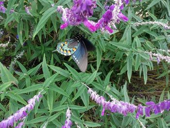 Close-up of butterfly pollinating on purple flower