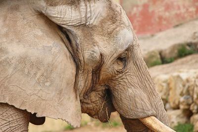 Close-up of african elephant in zoo