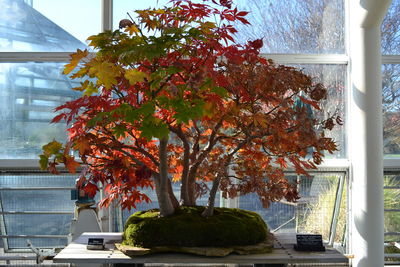 Tree by plant during autumn