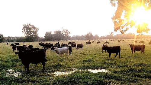 Sheep grazing on grassy field