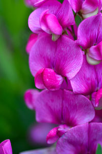 Close-up of pink flowers