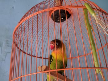 Low angle view of bird perching in cage