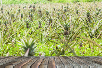 Close-up of plants growing on land