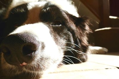 Close-up of dog resting