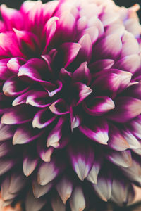 Close-up of pink dahlia