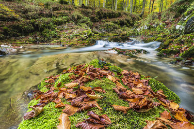 Scenic view of stream flowing in forest