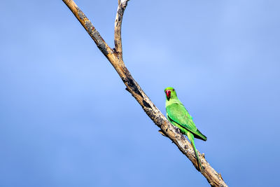 Indian ring-necked parakeet parrot on dry tree branch with  blue sky background.