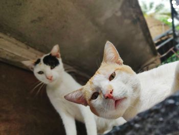 Close-up portrait of white cat