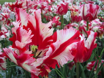 Close-up of pink flowers growing in garden